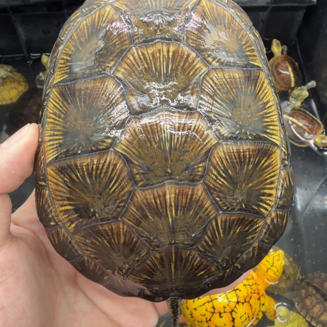 宠物龟不分公母欧泽
