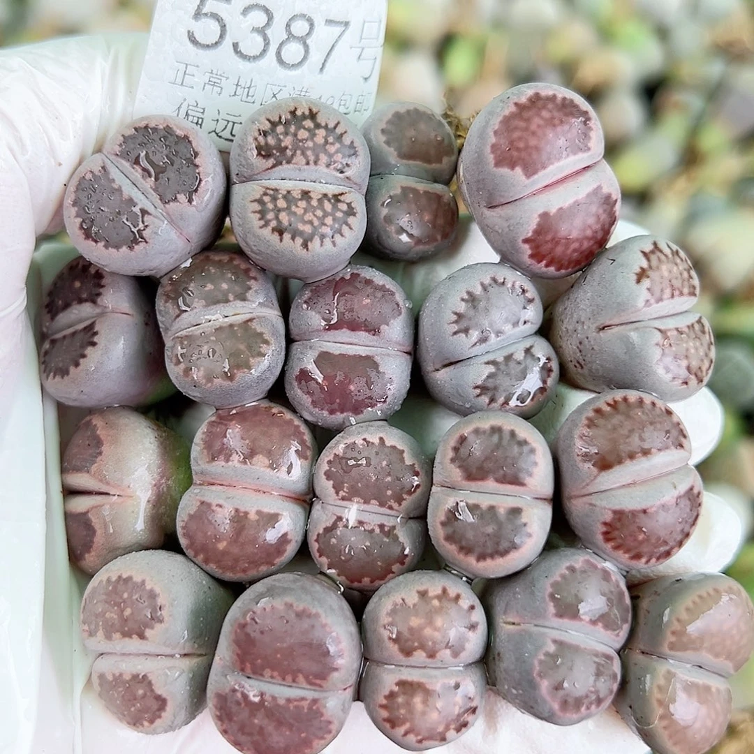 5387 好养易活生石花大母本19个