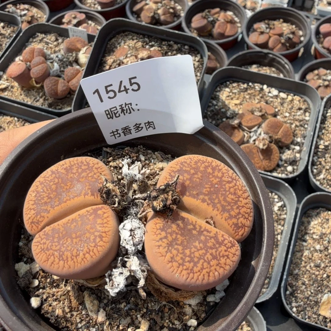 多肉植物多肉植物多肉植物