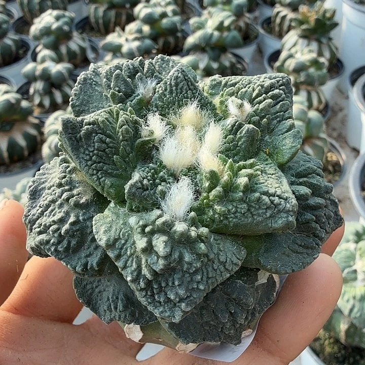 无花朵444哥怒牡丹