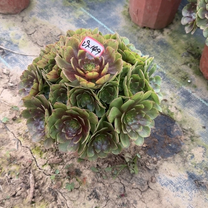 29-149拉丝多肉不包断肢凑单