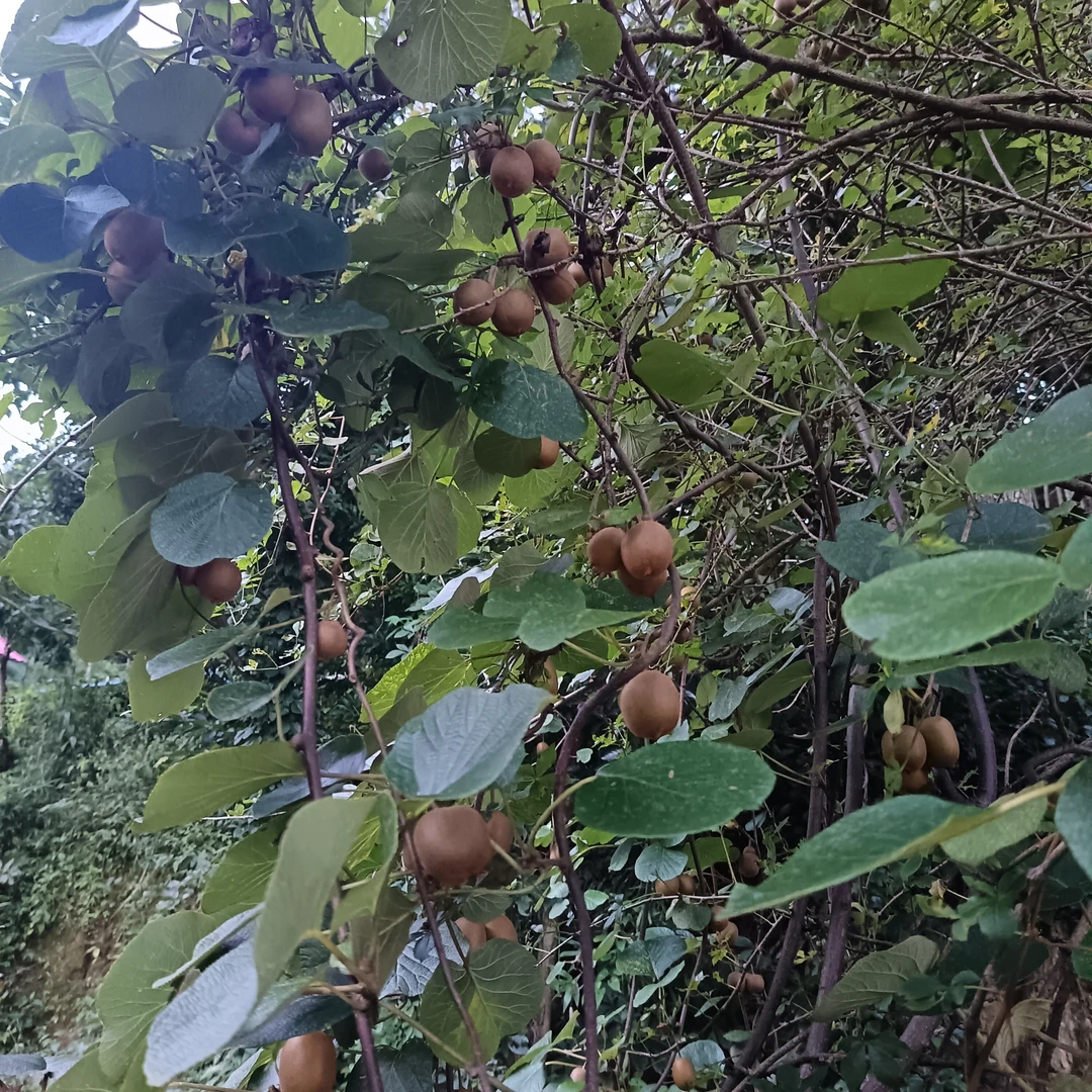 野生猕猴桃 高山野生猕猴桃，无添加剂孕妇小朋友可吃