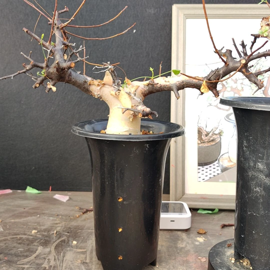 正白皮卡塔夫熟桩可寄养