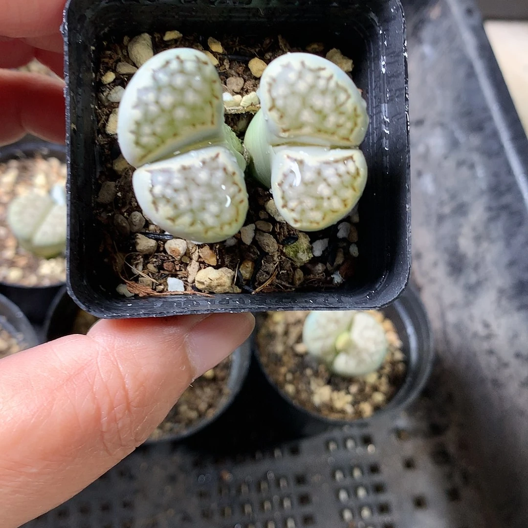 K37多肉植物保护研究所