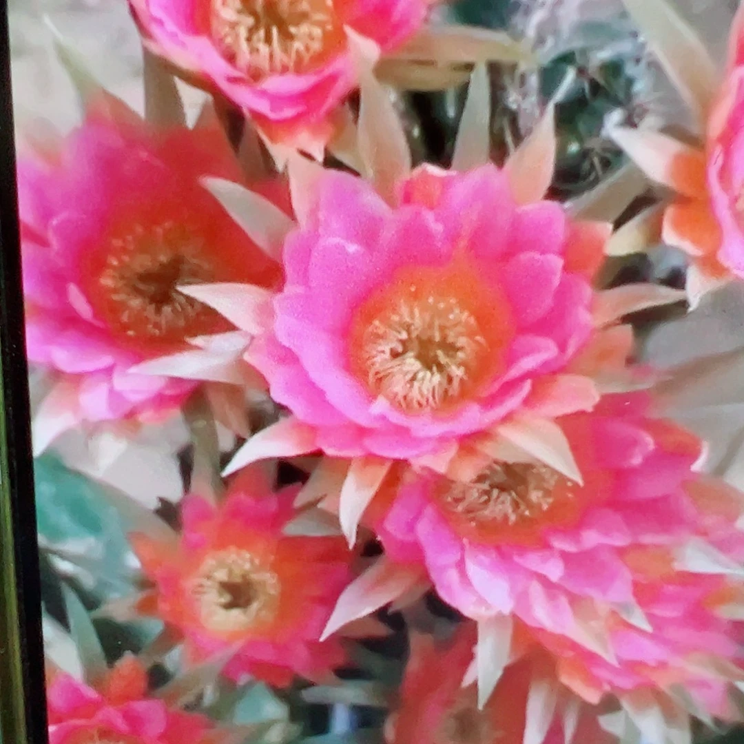 丽花 3千手观音 芽 满20包邮