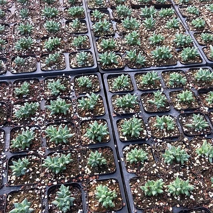 多肉植物发货多肉植物发货