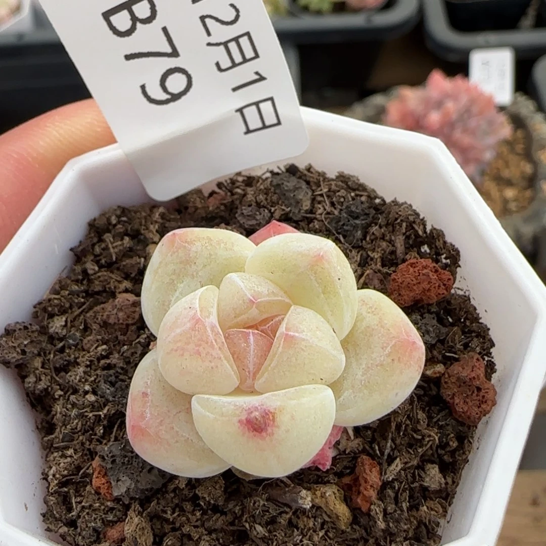 白体冰玉一颗脱土