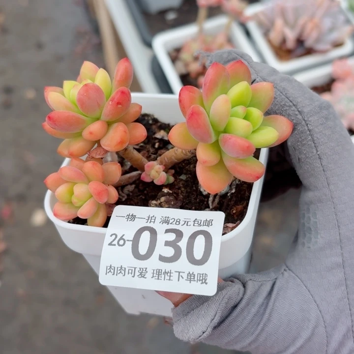 香格里拉多肉无盆土发货无