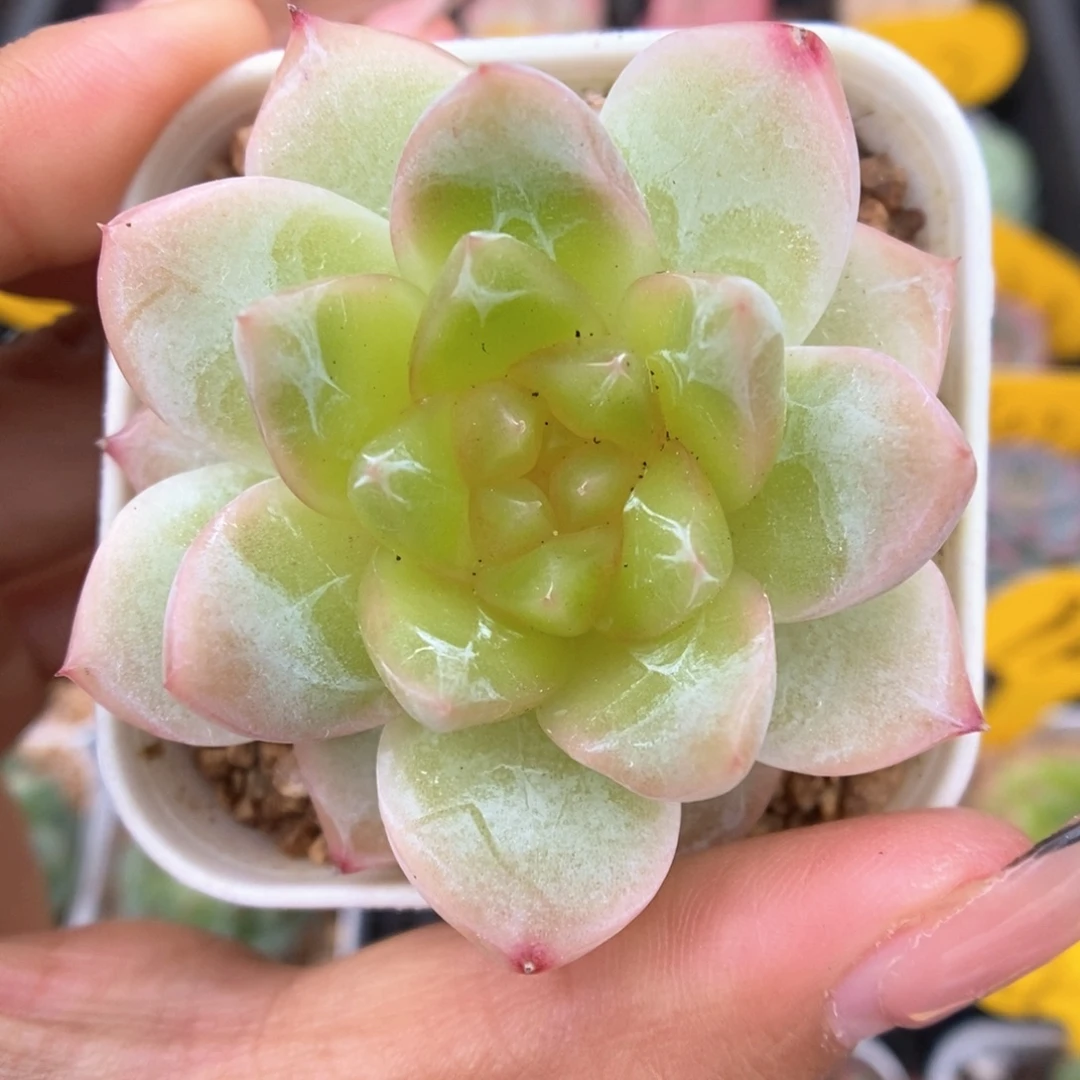 透心珍妮可拍810号。