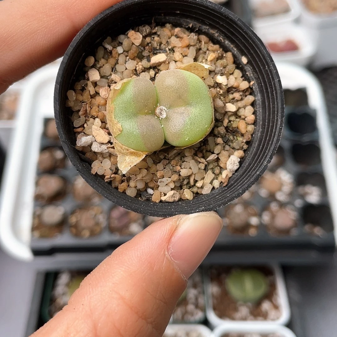 4528大棚清仓甩卖了