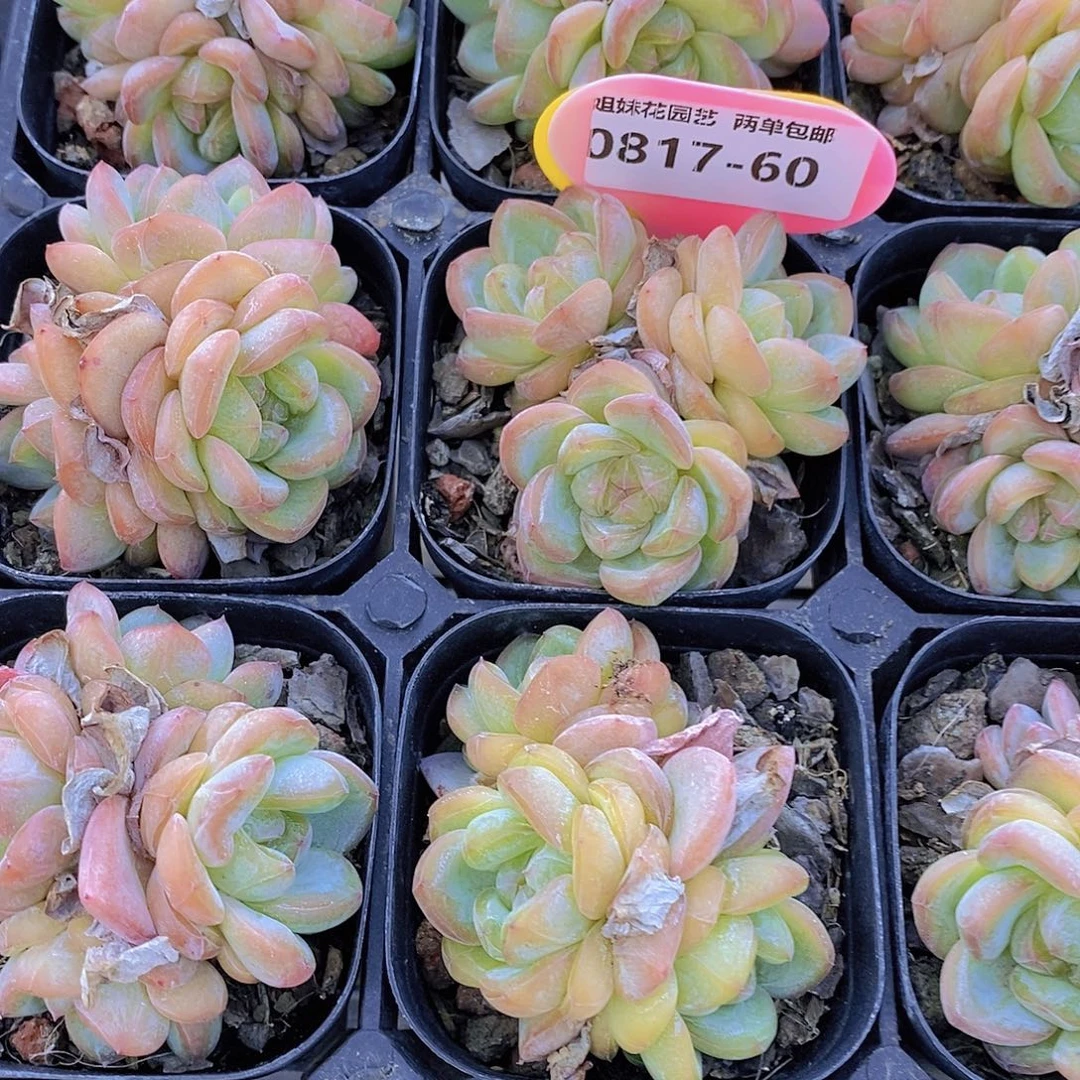 0817-60-星星珍妮群福利一颗量拍