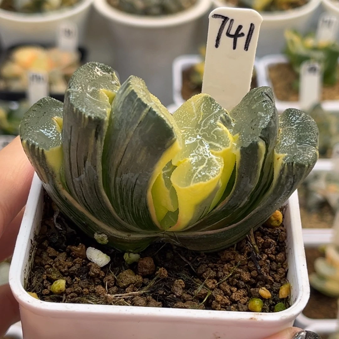 741糊斑大绳玉扇锦福利专场