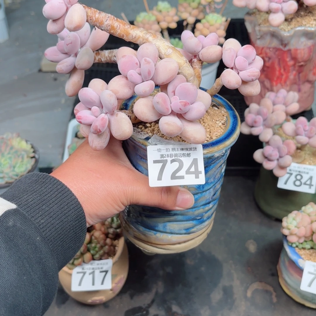 大桃蛋老桩多肉多肉多肉