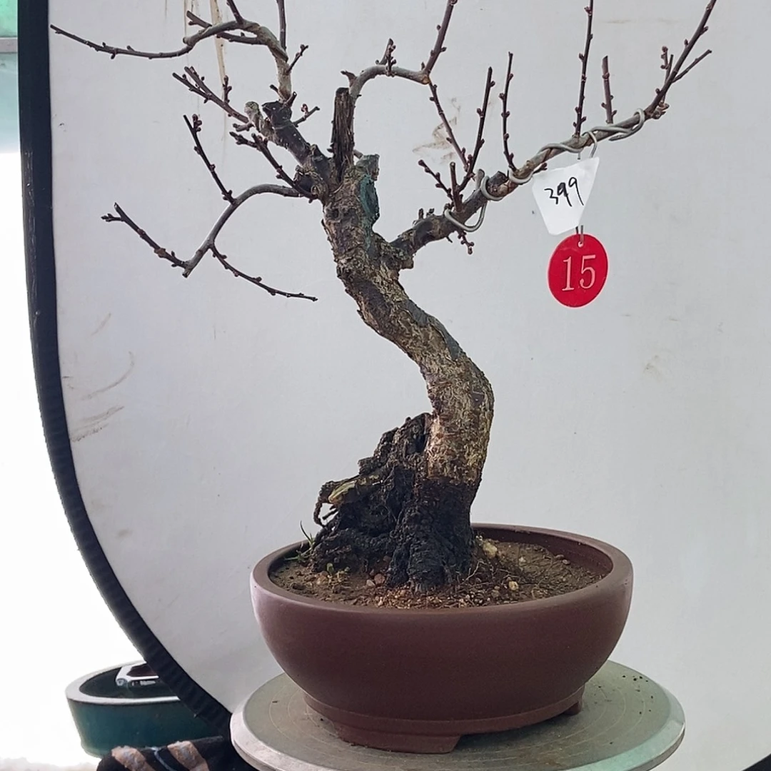全部花苞20年野梅嫁接乌梅