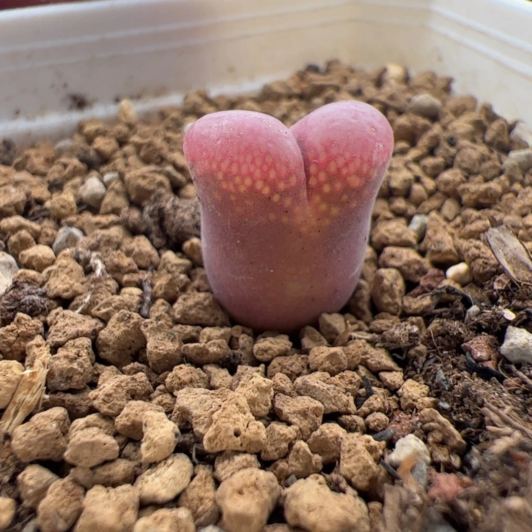 9.24风铃福利多肉植物组合238
