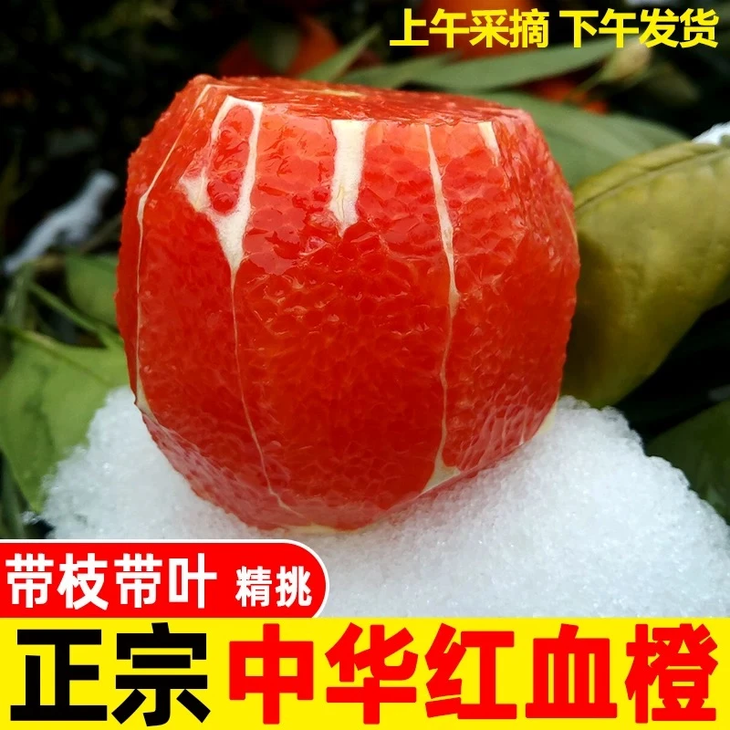 【次日达】重庆奉节中华红血橙 当季新鲜红心橙子 现摘10斤整箱大果血橙重庆市
