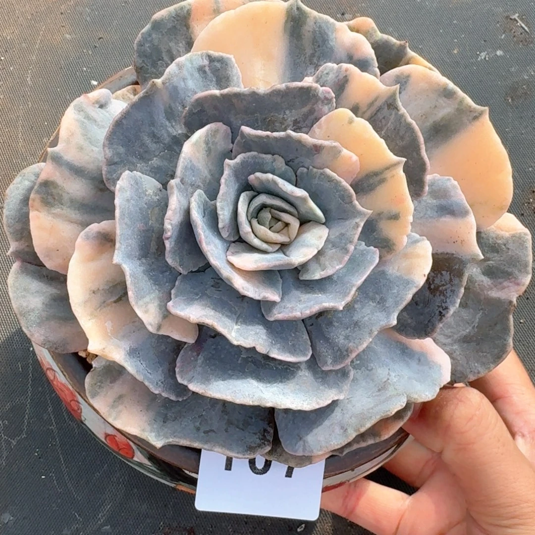 丽娜锦         上新多肉植物