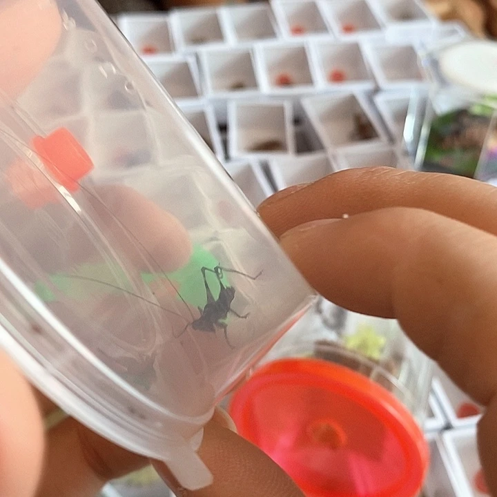 成体蓝精灵两个啊啊啊