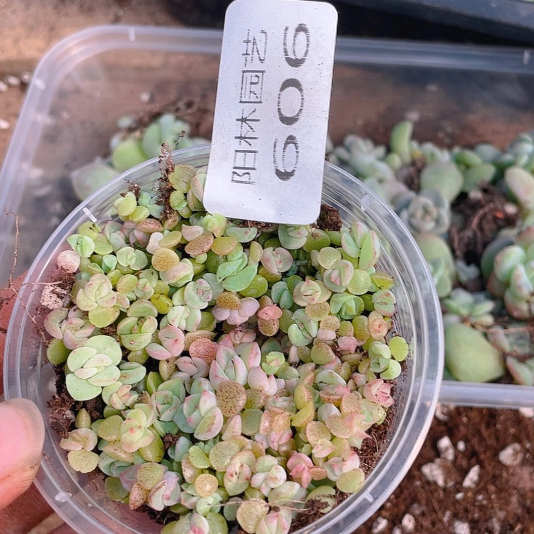多肉植物多肉植物606
