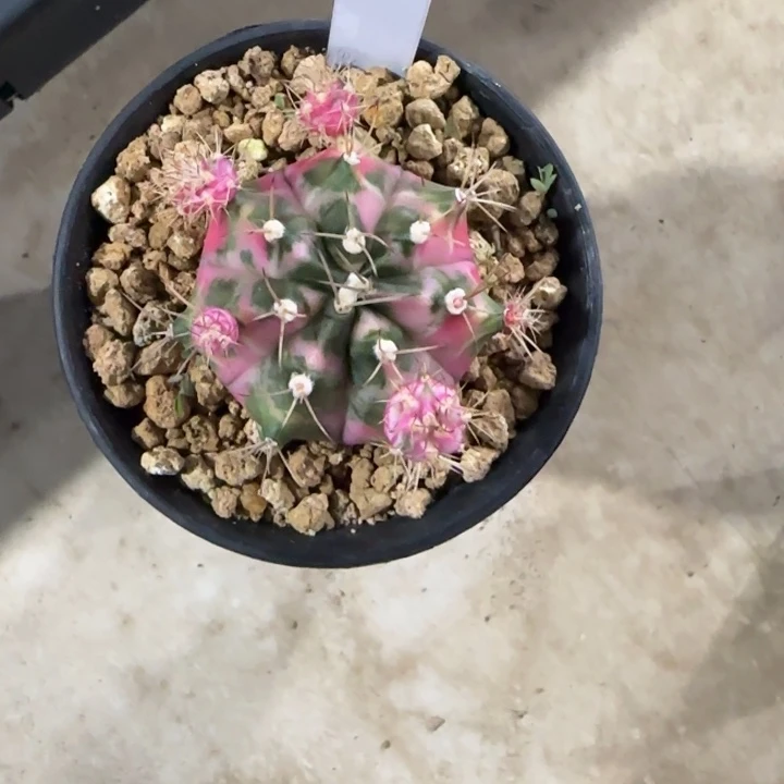 花*90-0119泰国发货多肉