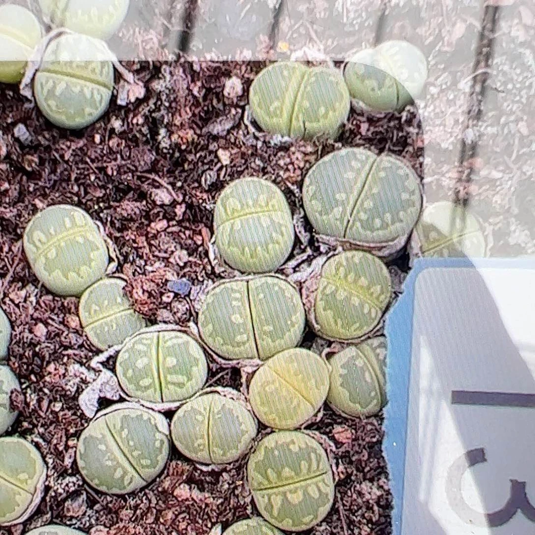 量拍350A绿大牙3颗一组