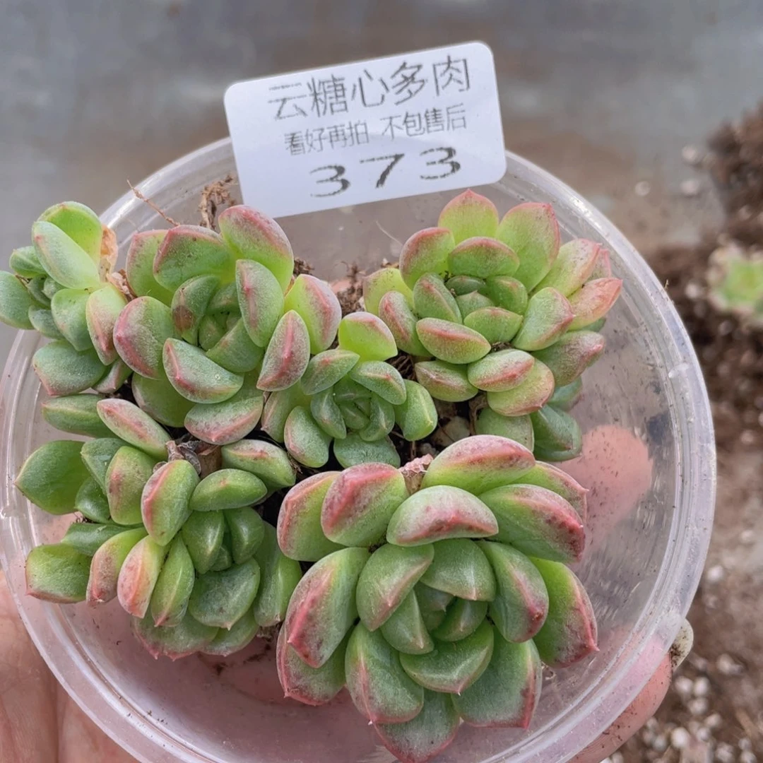 云糖心多肉植物373
