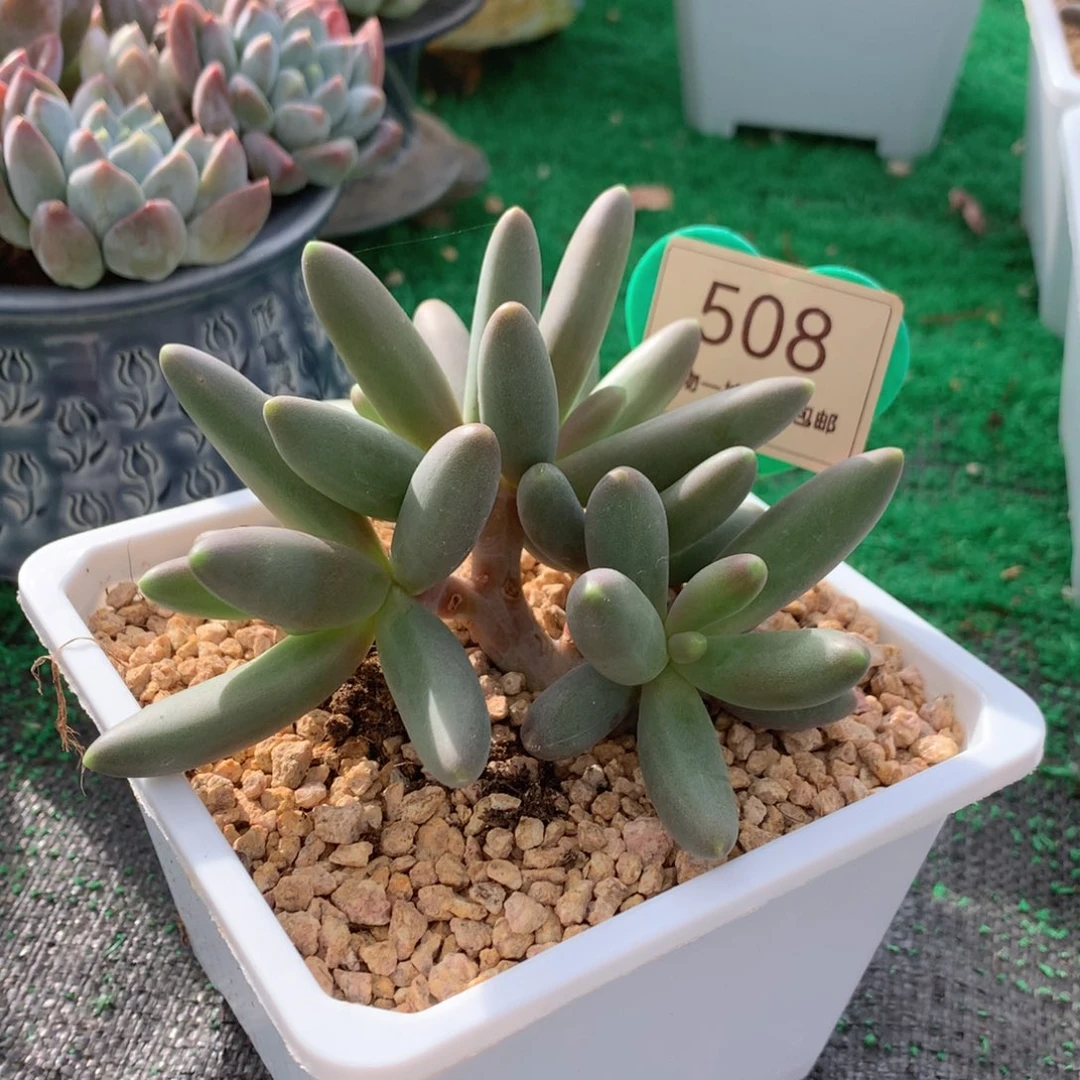 烟花无砍小树一物一拍508