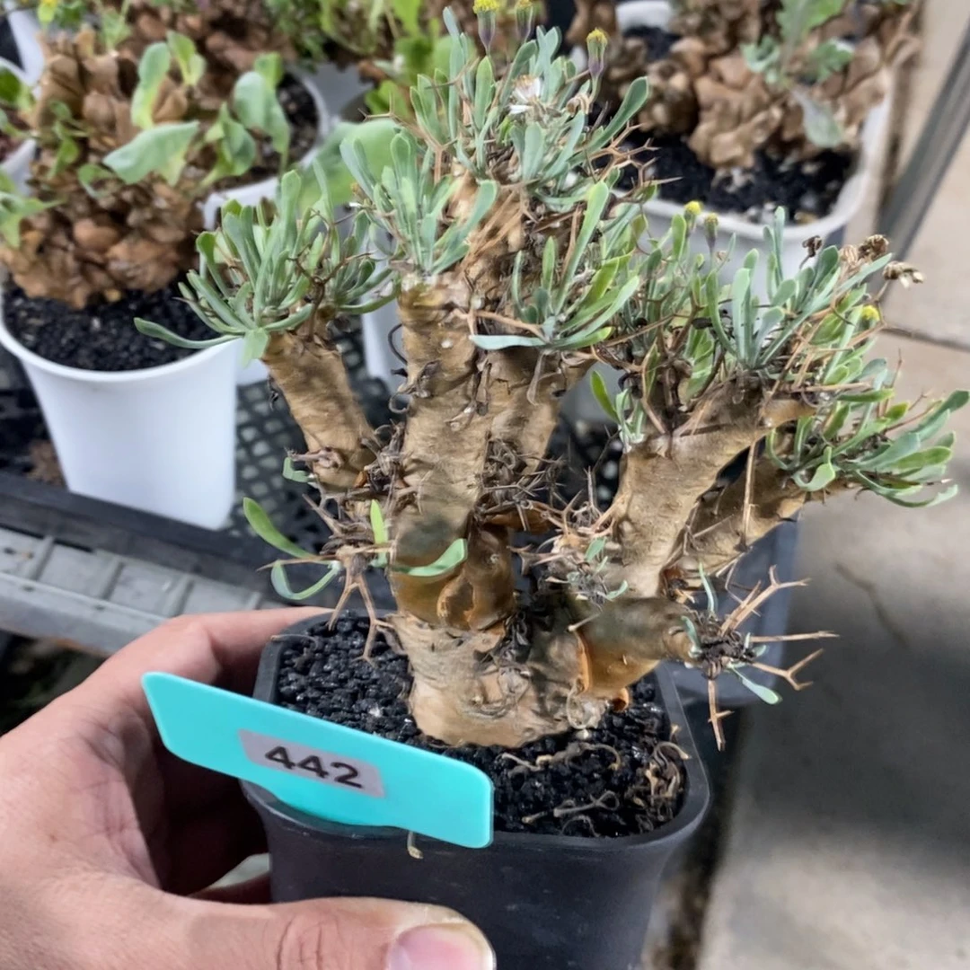 黑鬼殿厚炖菊多肉植物