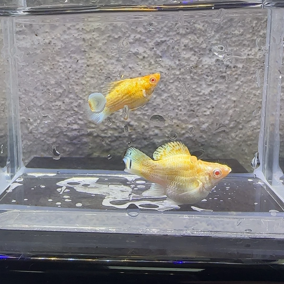 黑玛丽鱼黄金玛丽。91号