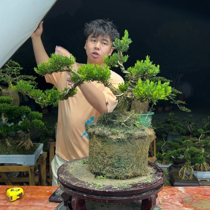 无花朵广东皱皮雀舌黄杨