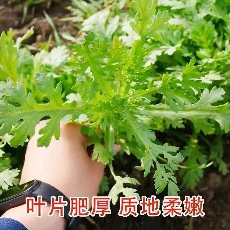 小叶茼蒿中叶茼蒿秧苗带土耐寒适合阳台庭院盆栽种植蔬菜苗优质苗
