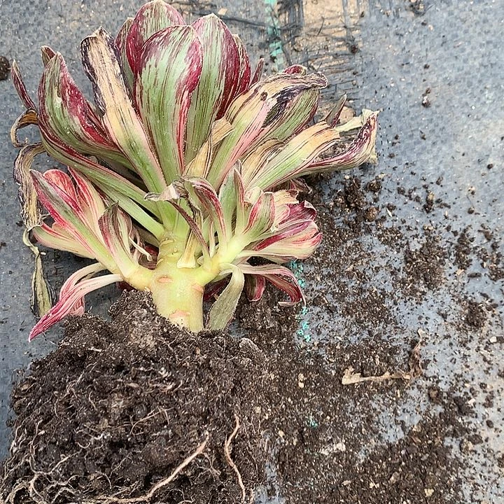 Q*N602微里面锦多肉植物