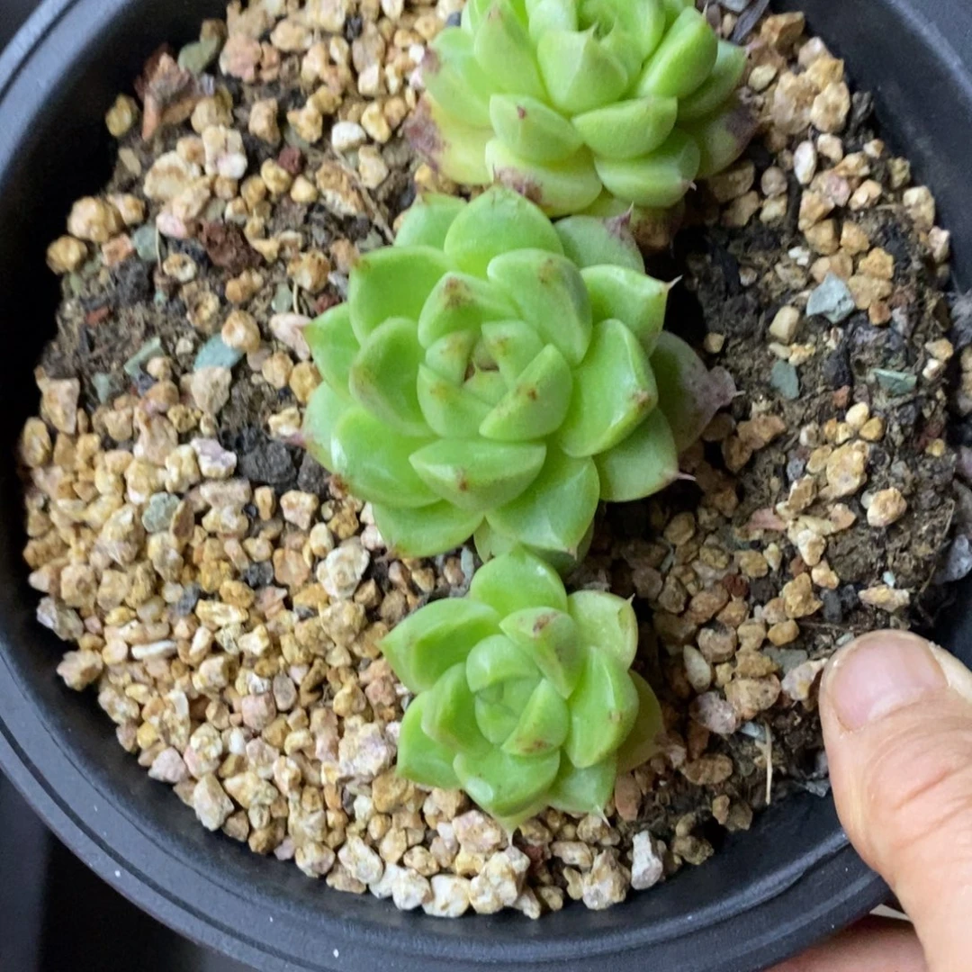 精品多肉一物一拍不包整31