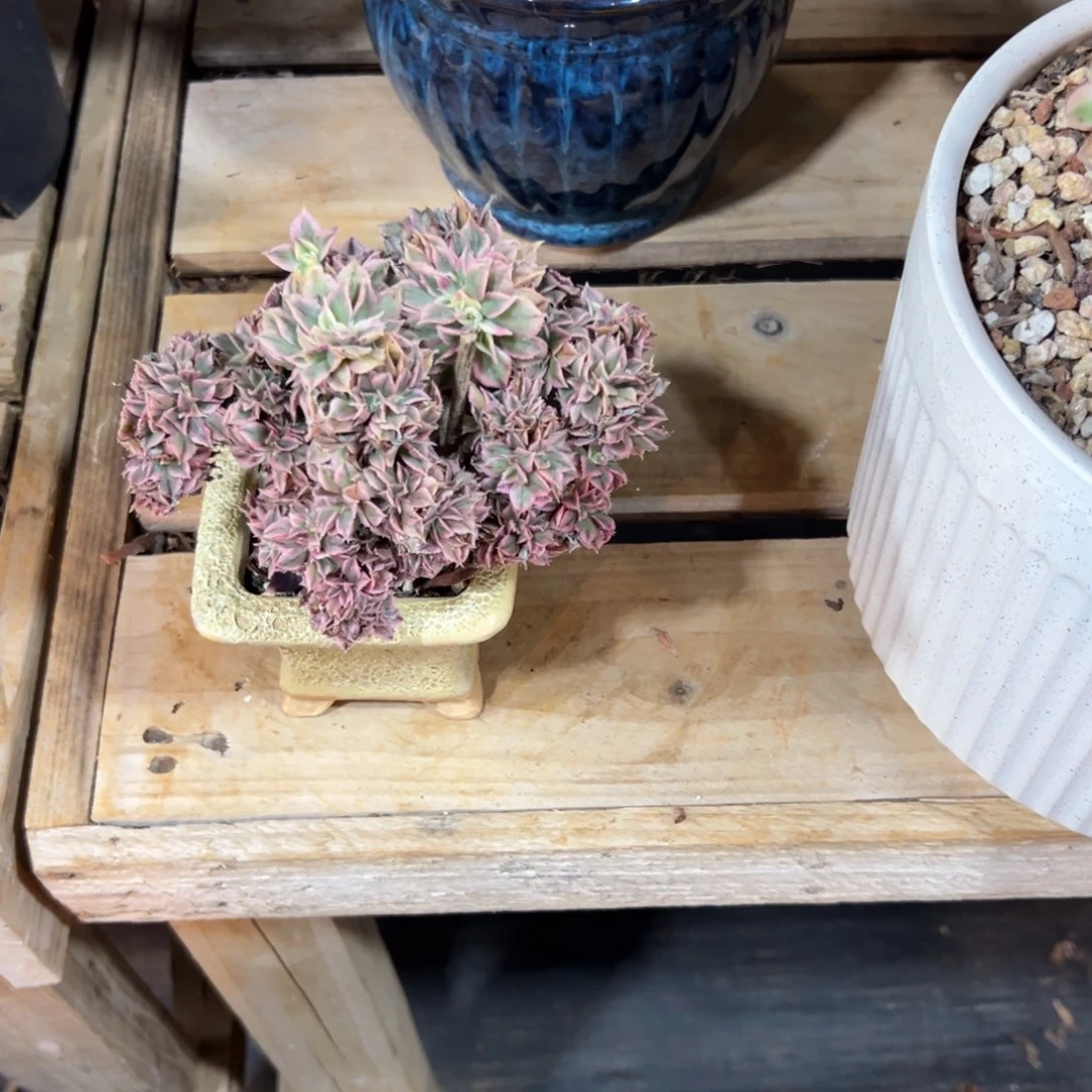 灿烂缀化老桩带盆