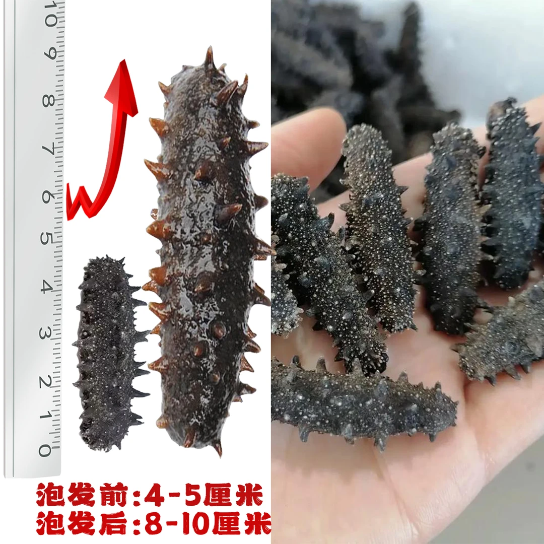 【40-50头】大连12倍泡发率|纯淡干国标品质海参|辽刺参高品质