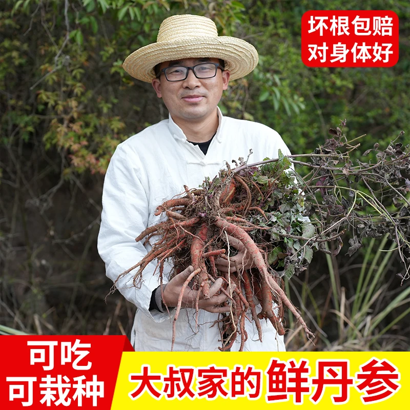 可栽种四川中江鲜丹参紫丹参干丹参片可搭配三七丹参粉鲜川芎黄芪