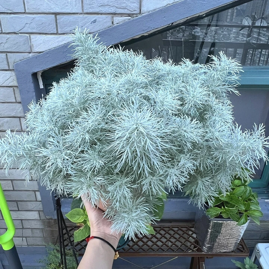 朝雾草盆栽耐热耐寒多年生好养活银灰色庭院花园户外花境观赏植物