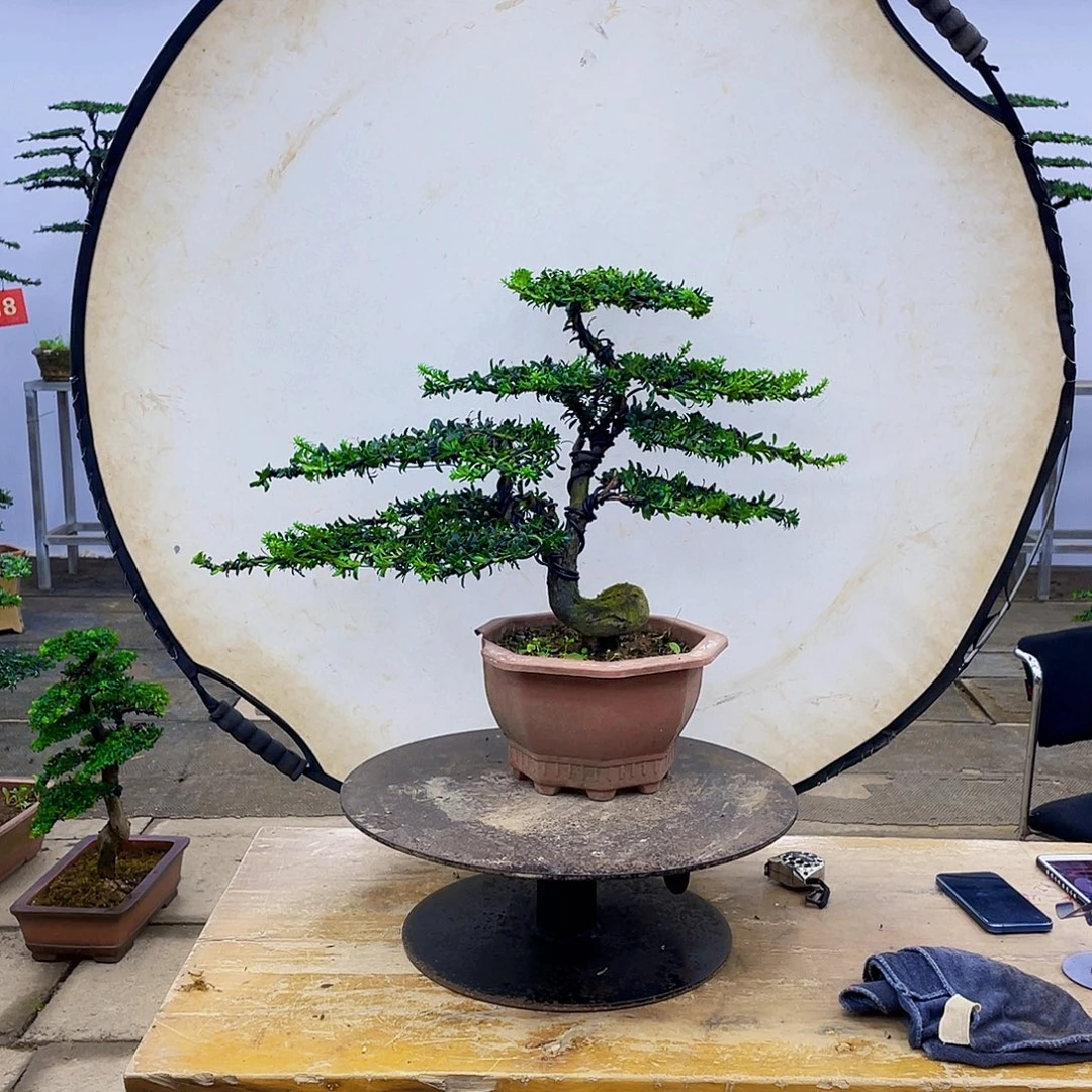 无花朵罗汉松盆景造型