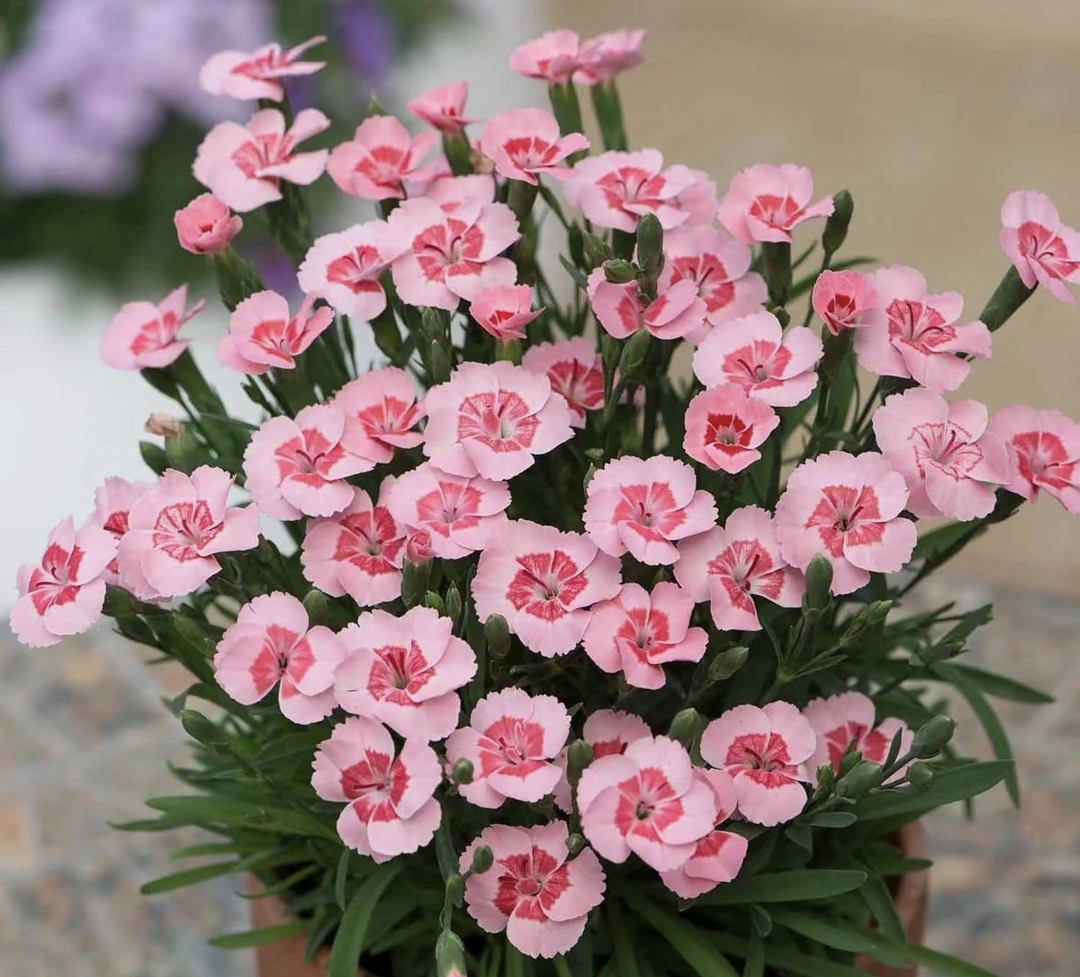 [蜜桃石竹] 110口径盆 初吻水蜜桃派超美石竹庭院四季开花卉植物