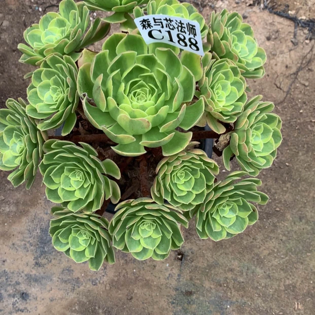 【闪购商品】188奶白