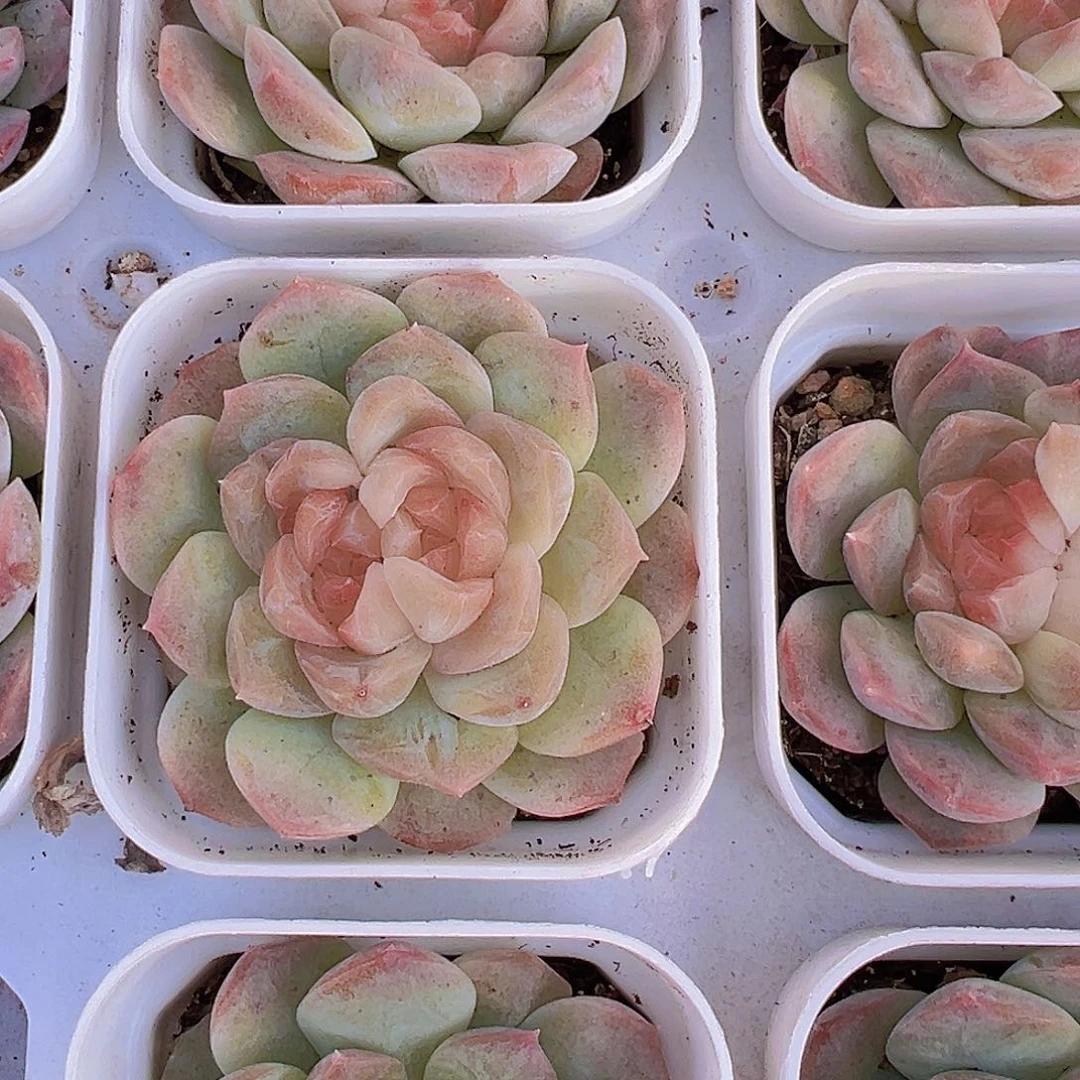 双眼皮泡影19包邮多肉