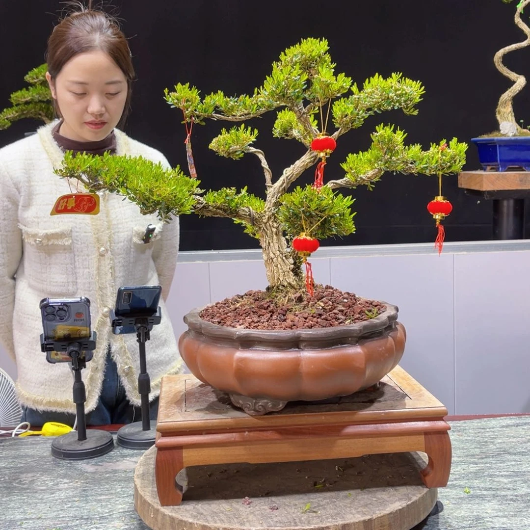 四季常青老桩黄杨盆景