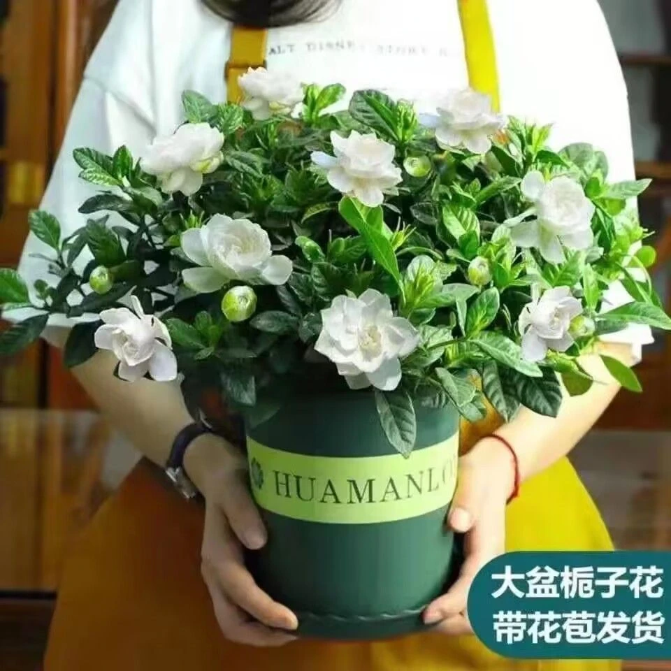 花苞大盆浓香型栀子花室内绿植盆栽四季开花花卉净化空气好养甲醛