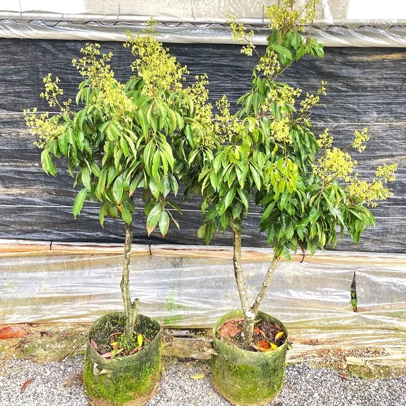 【一物一拍】精选桂味无核妃子笑盆栽绿植带土带叶庭院种植