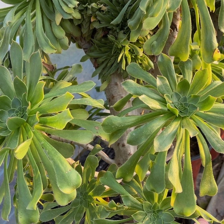 1909 多肉法师不包断枝