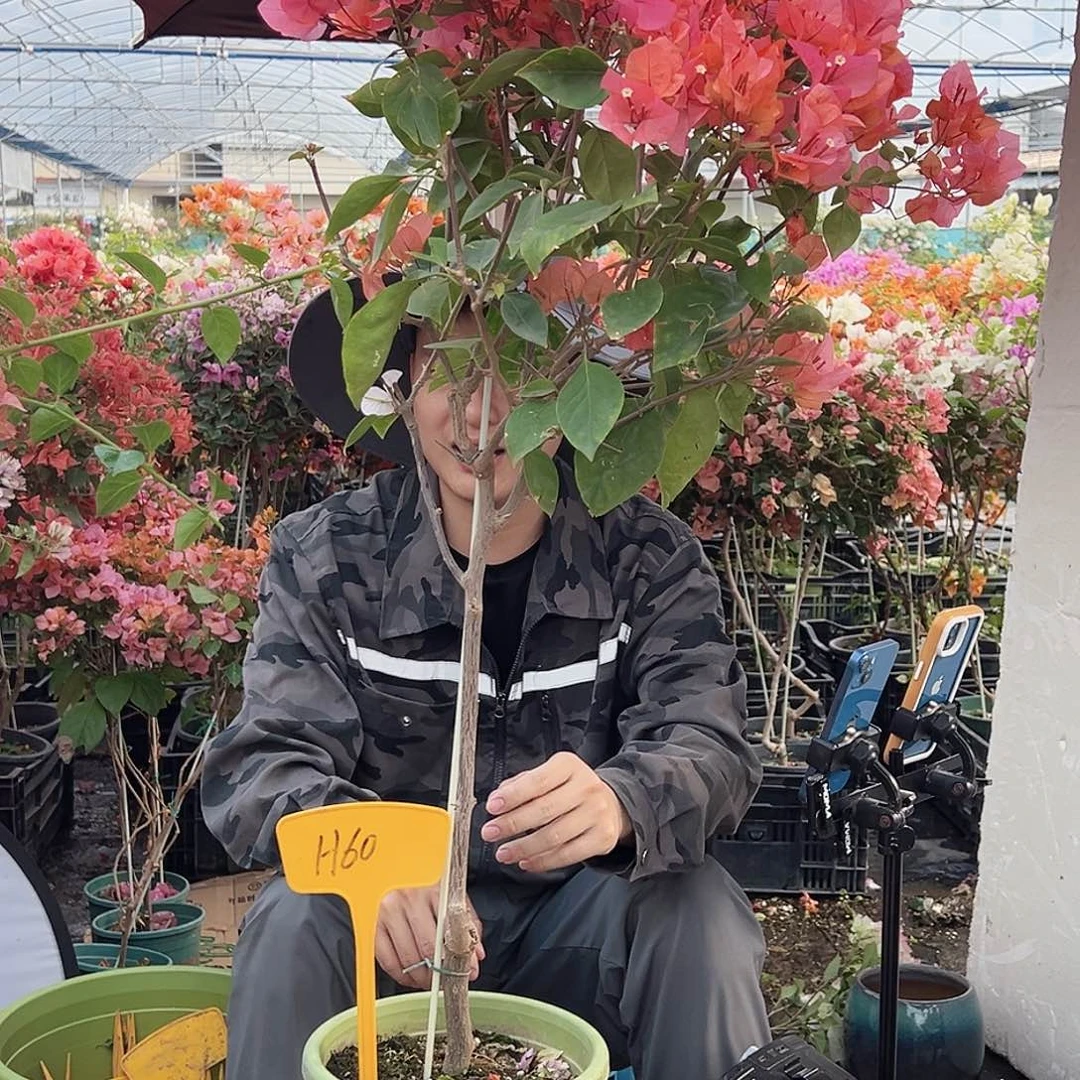 无***草大部分花苞少量开放H60波妹