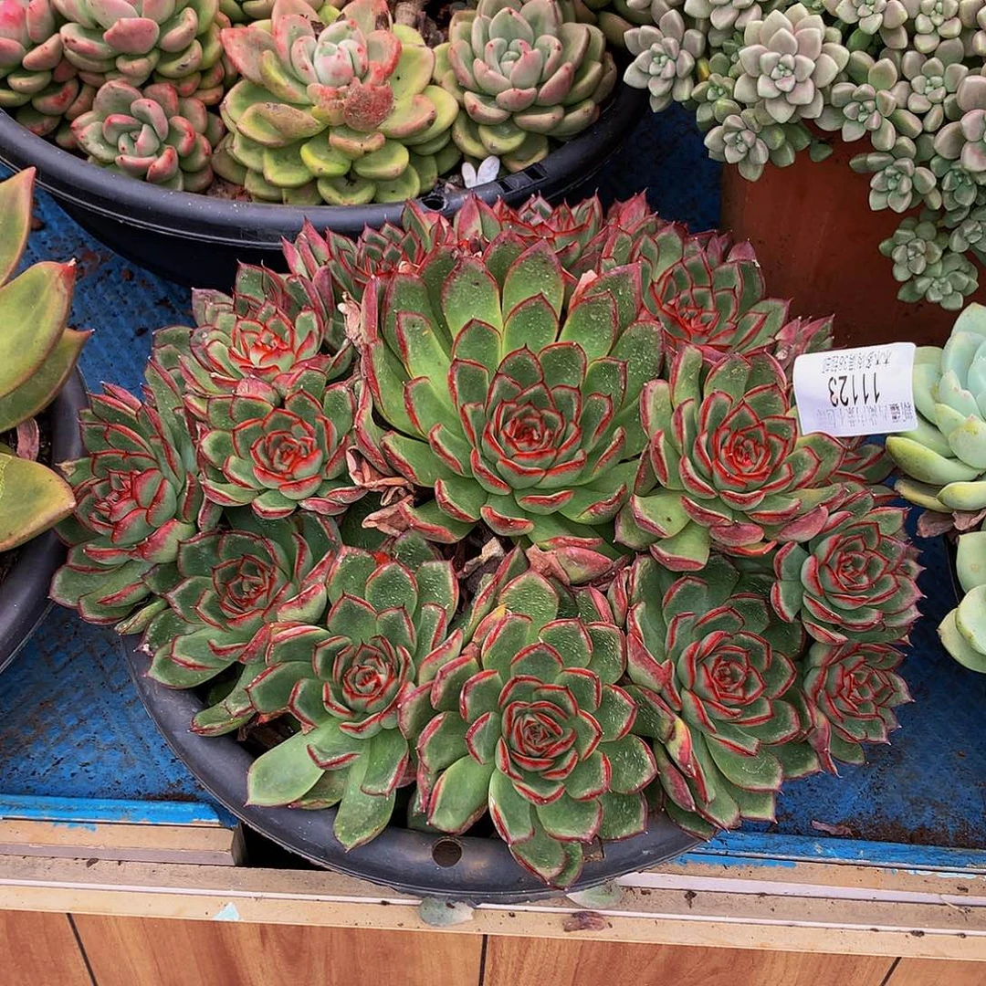 雨***漫     萤火虫多肉11123