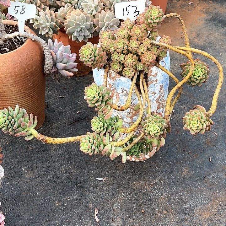 多肉植物，香格里拉153号