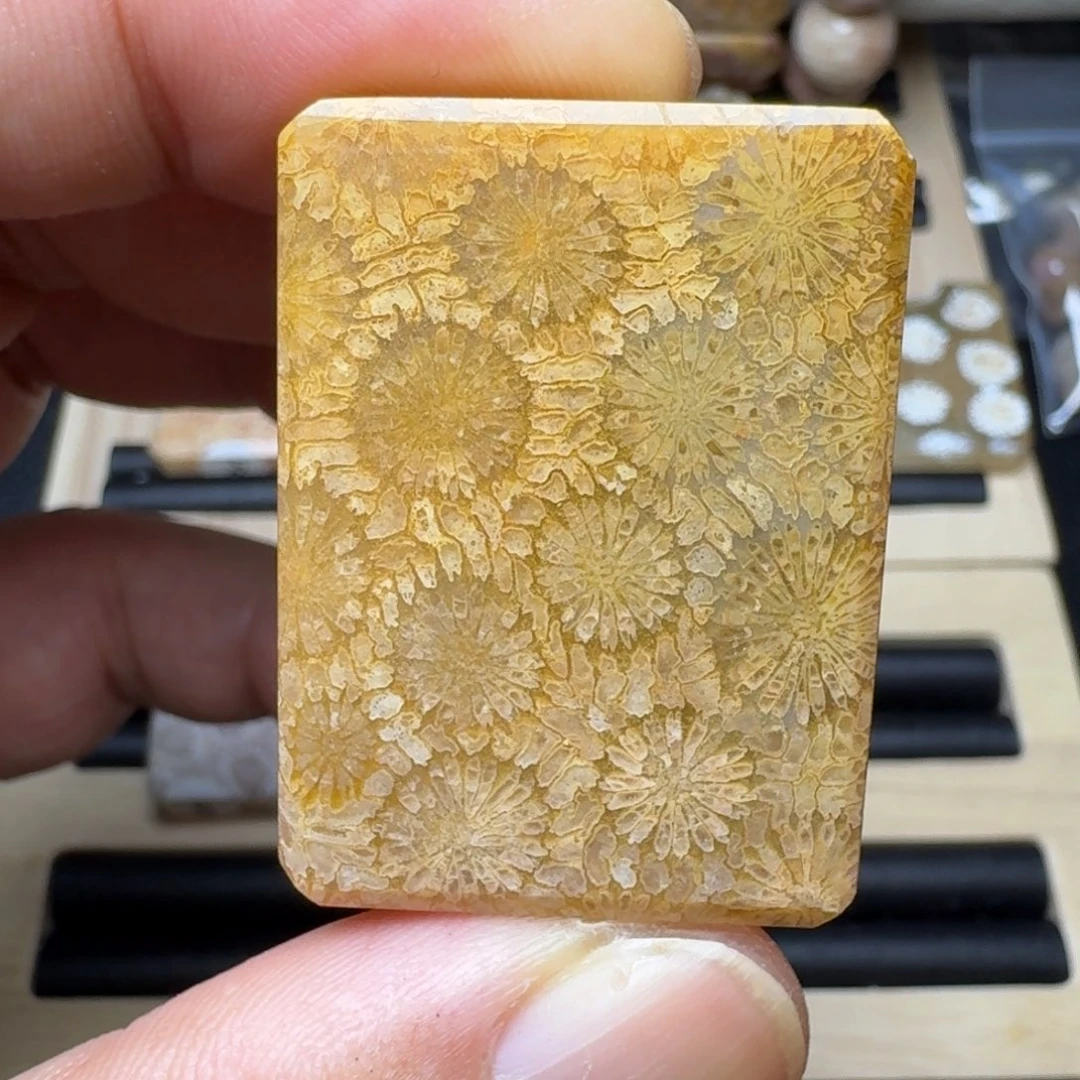 硅化珊瑚（珊瑚玉）未镶嵌纯天然色有机玉石保真色