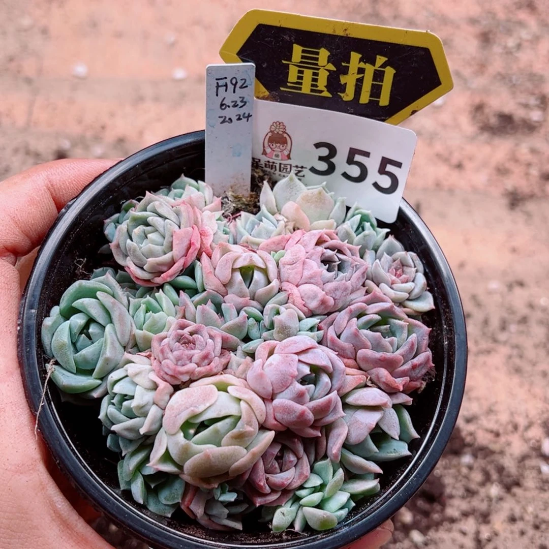 当前无花朵，栽培后可花朵